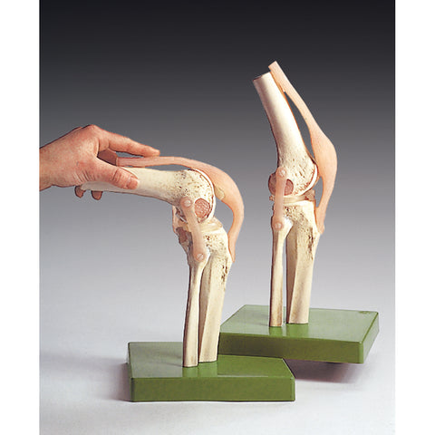Functional Knee Joint Model - NS50