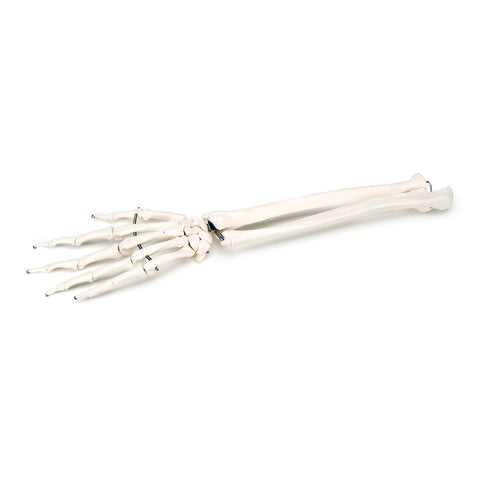 Rigid Skeletal Hand Model 3B Scientific - A41