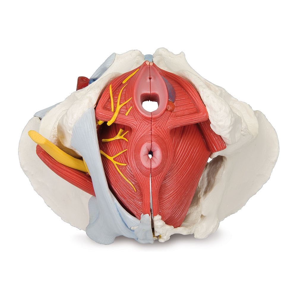 6 Piece Female Pelvis Anatomical Model 3B Scientific - H20/4