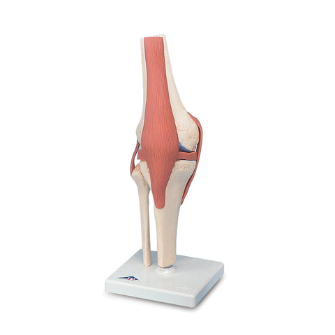 Functional Knee Joint Model 3B Scientific - A82