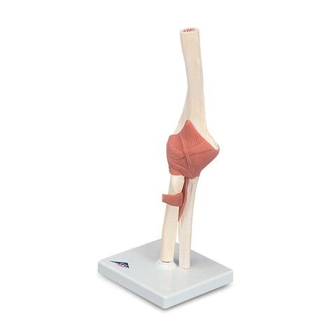 Functional Elbow Joint Model 3B Scientific - A83