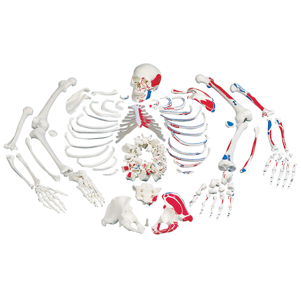 Disarticulated Full Human Skeleton with 3 Piece Skull 3B Scientific - A05/1