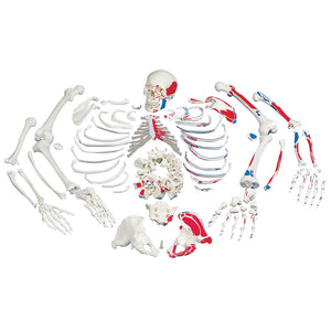 Disarticulated Full Human Skeleton with 3 Piece Skull 3B Scientific - A05/1