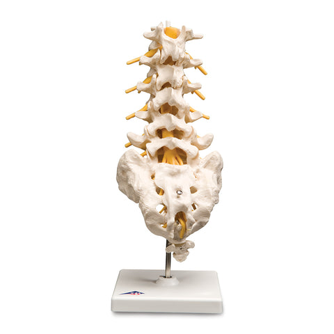 Lumbar Spinal Column Model 3B Scientific - A74