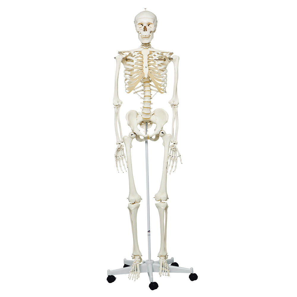 Stan the Skeleton 3B Scientific - A10