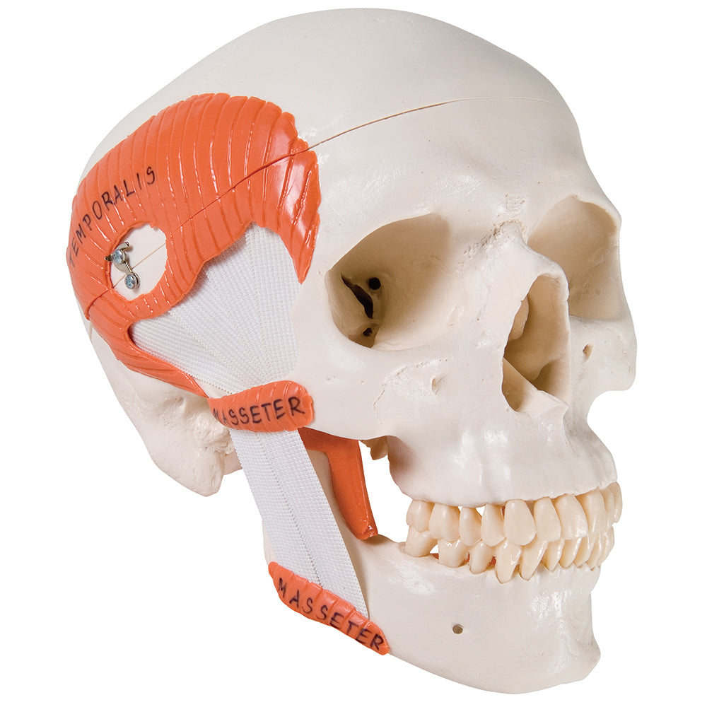 TMJ Human Skull Model 3B Scientific - A24